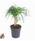 Beaucarnea