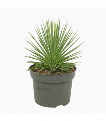 Agave