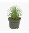 Agave