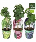Vitis