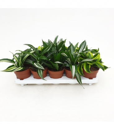 Dracaena