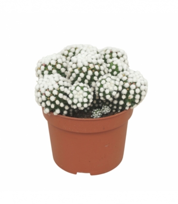 Mammillaria