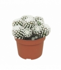 Mammillaria