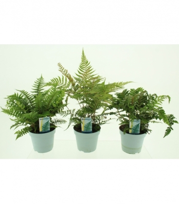Fern