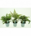 Fern