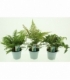Fern
