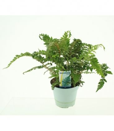 Polystichum