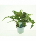 Polystichum