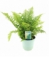 Dryopteris