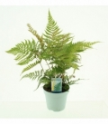 Dryopteris