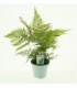 Dryopteris