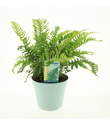 Polypodium