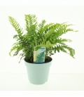 Polypodium
