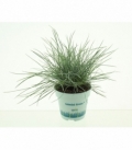 Festuca