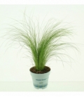 Stipa