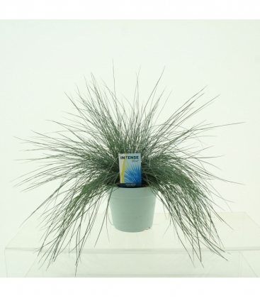 Festuca