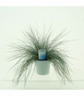 Festuca