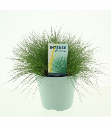 Festuca