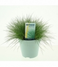 Festuca