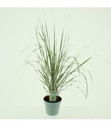 Calamagrostis