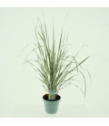 Calamagrostis