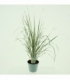 Calamagrostis