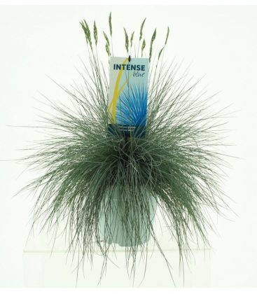 Festuca
