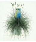 Festuca