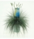 Festuca