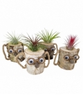 Tillandsia