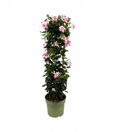 Mandevilla