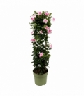 Mandevilla