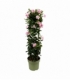 Mandevilla