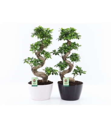 Ficus