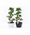 Ficus