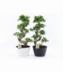 Ficus