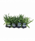 Agapanthus