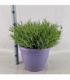 Lavandula