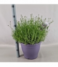 Lavandula