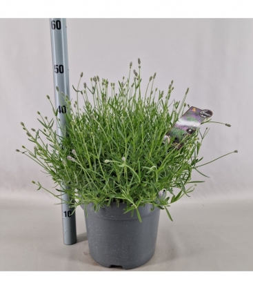 Lavandula