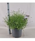 Lavandula