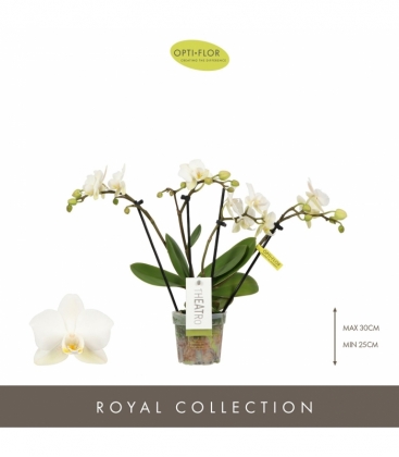 Phalaenopsis