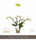 Phalaenopsis