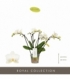 Phalaenopsis
