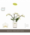 Phalaenopsis