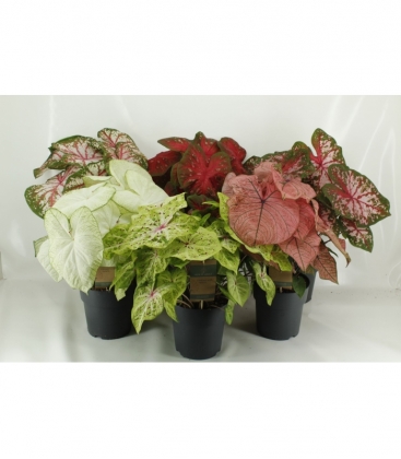 Caladium