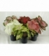Caladium