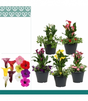 Zantedeschia