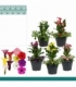 Zantedeschia