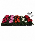 Pelargonium